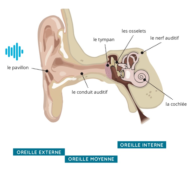 schéma du système auditif par audition cornuau